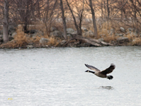 Canada Goose 7484